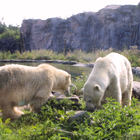 Eisbären