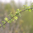 Zweig mit jungen grünen Blättern
