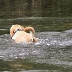 Hund schwimmt im Wasser hinter Ente