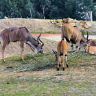 Große Kudu