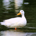Weiße Ente