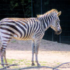 Böhm- oder Grant-Zebra