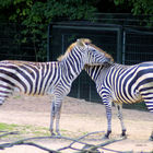 Böhm- oder Grant-Zebras
