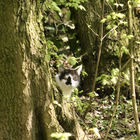 Katze im Wald