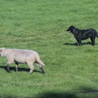 Schaf und Hund auf Wiese