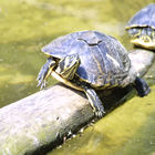 Schildkröte auf Baumstamm im Wasser