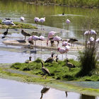 Nilgänse und Flamingos