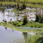 Nilgänse, Kormorane und Flamingos