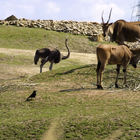 Strauß und Große Kudu