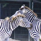 Böhm- oder Grant-Zebras