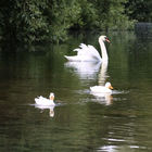Zwei weiße Enten und ein Schwan schwimmen auf dem Wasser