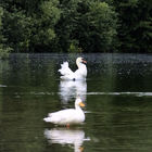 Weiße Ente und Schwan schwimmen auf dem Wasser