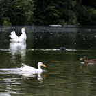 Weiße Ente und Schwan schwimmen auf dem Wasser