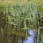 Blätter und Schilf im Teich