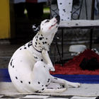 Dalmatiner - Hundedressur (Daniela & Marcello)