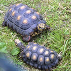 Zwei Schildkröten auf der Wiese