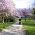 Parkweg mit blühenden Bäumen und Radfahrer