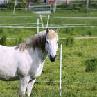 Weißes Pferd auf der Weide