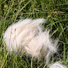 Weiße Haare im Gras