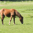 Pferde auf der Weide der Jugendfarm