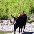 Büffel steht am Ufer