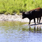 Büffel steht am Ufer