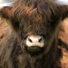 Highland-Cattle auf der Weide