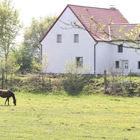 Pferd vor einem Bauernhaus