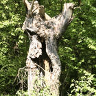Hohler Baum