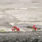 Rote Blüten an Bordsteinkante