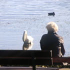 Frau sitzt auf Bank und beobachtet Höckerschwan