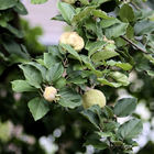 Apfelquitten am Baum