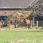 Pferde vor einem Bauernhaus