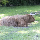 Highland-Cattle auf der Weide