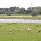 Schafe am Rheinufer