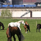 Pferde auf der Weide der Jugendfarm