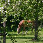 Pferd unter blühenden Bäumen