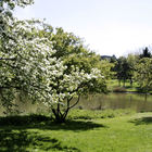 Blühender Baum vor Teich