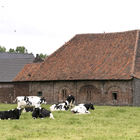 Schwarzweiße Rinder vor Bauernhaus