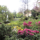 Parkpanorama mit Rhododendron