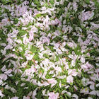 Am Boden liegende Blütenblätter