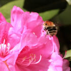 Biene auf roter Blüte