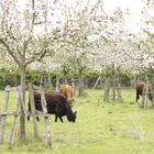 Rinder unter blühenden Bäumen