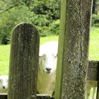 Schafe hinter Lattenzaun