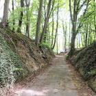 Abschüssiger Waldweg