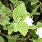 Weiße Blüten und grüne Blätter