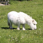 Weißes Pony auf der Weide