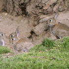 Kaninchen in der Grube