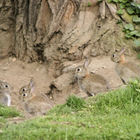 Kaninchen sitzen in der Grube
