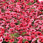 Rotweiße Blüten